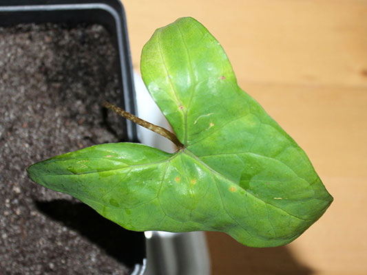 Anchomanes difformis - m�oda ro�lina z niepodzielonym li�ciem 2013-02-09