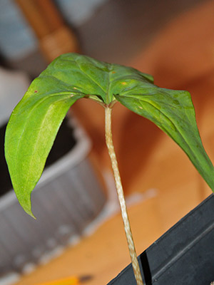 Anchomanes difformis - m�oda ro�lina z niepodzielonym li�ciem 2013-02-10