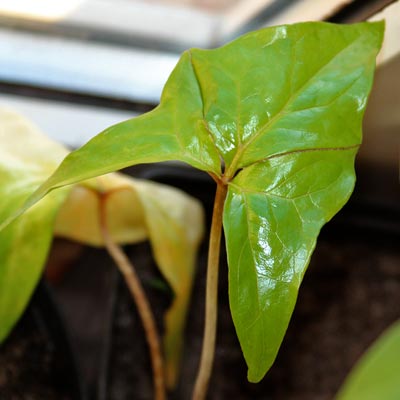 Anchomanes difformis - kolejny li�� widoczne 'p�kni�cie', kt�re go podzieli 2013-04-23