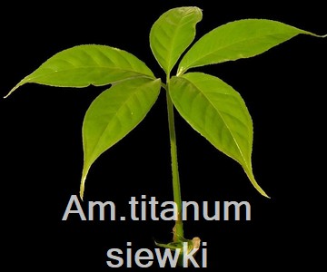 Am. titanum siewki
