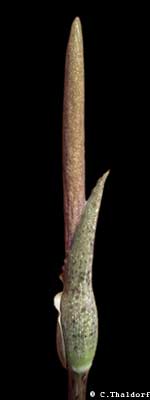 Amorphophallus consimilis (� Christian Thaldorf)
