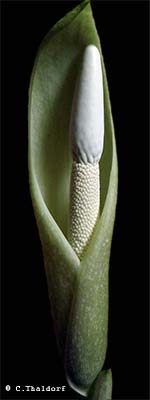 Amorphophallus curvistylis 23-10-2013 (� Christian Thaldorf)