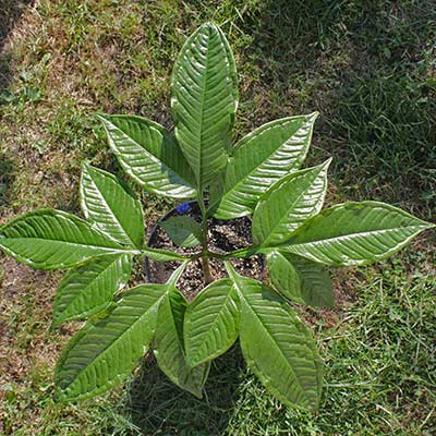 Amorphophallus fuscus 16-08-2013