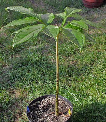 Amorphophallus fuscus 16-08-2013