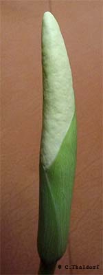 Amorphophallus glossophyllus 23-12-2013 (� Christian Thaldorf)