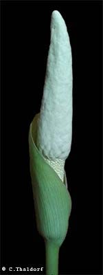 Amorphophallus glossophyllus 29-12-2013 (� Christian Thaldorf)