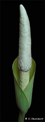 Amorphophallus glossophyllus 29-12-2013 (� Christian Thaldorf)