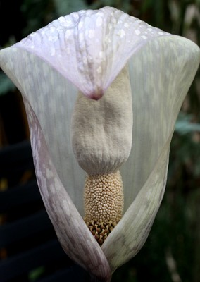 Amorphophallus thaiensis 18-07-2025
