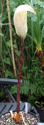 Amorphophallus thaiensis 18-07-2025