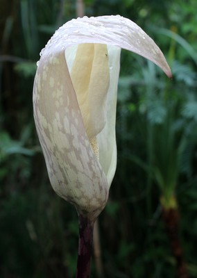 Amorphophallus thaiensis 18-07-2025