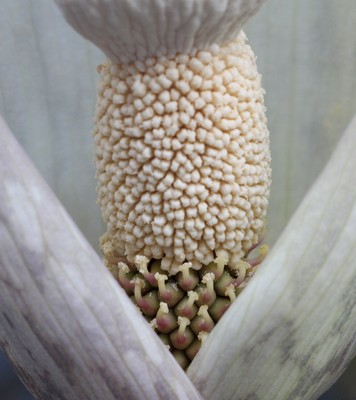 Amorphophallus thaiensis 18-07-2025