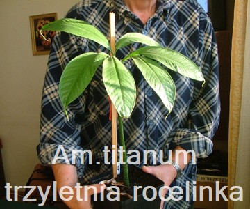 Am. titanum trzyletnia ro�linka