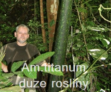 Am. titanum du�e ro�liny