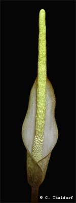 Amorphophallus variabilis (� Christian Thaldorf)