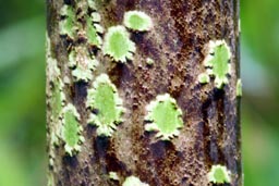 ogonek li�cia Amorphophallus borneensis