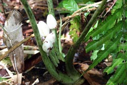 owocostany ro�liny z rodziny obrazkowatych, Ros�a na bardzo podmok�ym miejscu. Bardzo du�e li�cie, ale kwiatostany niedu�e