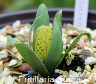 Fritillaria aurea