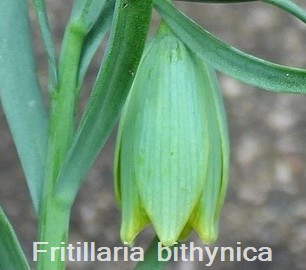 Fritillaria bithynica