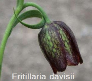 Fritillaria davisii