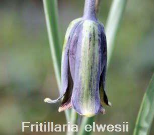 Fritillaria elwesii