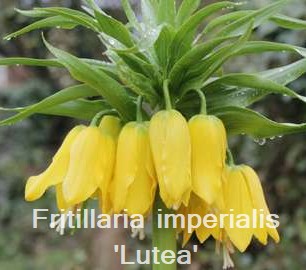 Fritillaria imperialis 'Lutea'