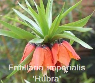 Fritillaria imperialis 'Rubra'