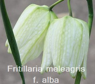 Fritillaria meleagris alba