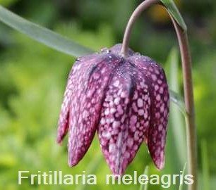 Fritillaria meleagris