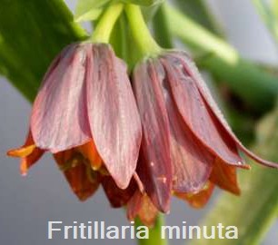 Fritillaria minuta