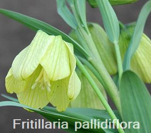 Fritillaria pallidiflora