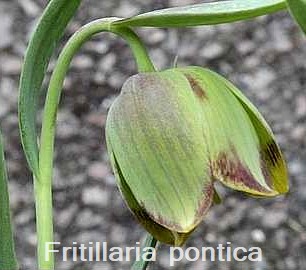 Fritillaria pontica