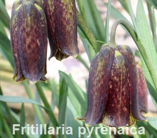 szachownica pirenejska