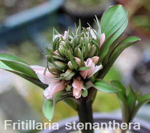 Fritillaria stenanthera