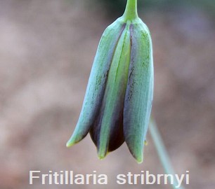 Fritillaria stribrnyi