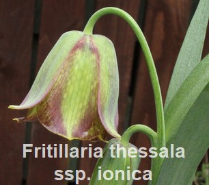 Fritillaria thessala ssp. ionica