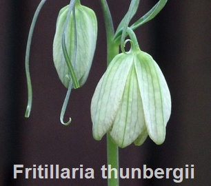 Fritillaria thunbergii
