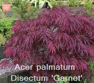 Acer palmatum Dissectum 'Garnet'