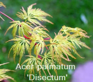 Acer palmatum Dissectum