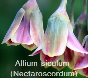 Allium (Nectaroscordum) siculum