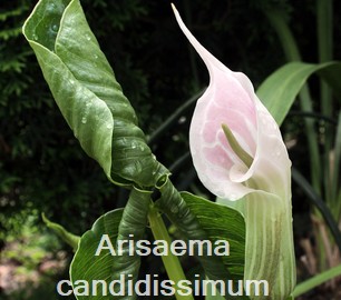 Arsaema candidissimum