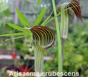 Arsaema erubescens