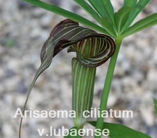 Arsaema ciliatum v.liubaense