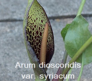 Arum dioscoridis v. syriacum