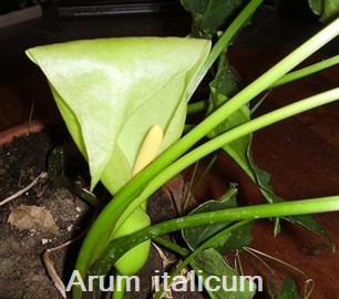 Arum italicum