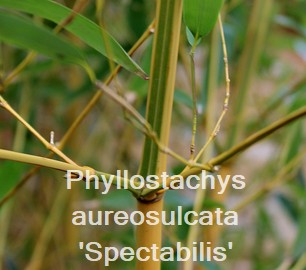 Phyllostachys aureosulcata 'Spectabilis'