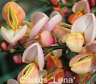 Citisus 'Lena