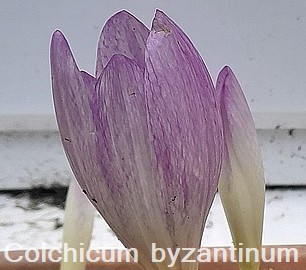 Colchicum Byzanyhinum