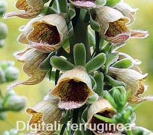 Digitalis ferruginea