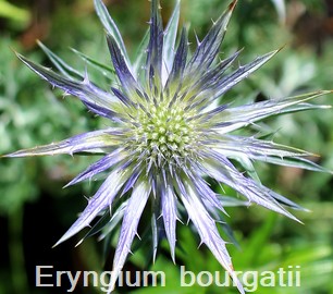 Eryngium bourgatii
