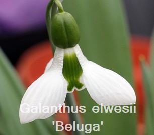 Galanthus elwesii 'Beluga'